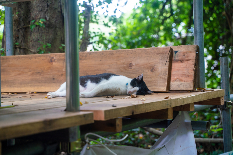 猫の細道２